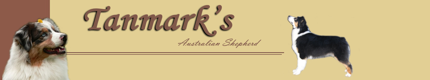 * Tanmark's Australian Shepherd kennel *